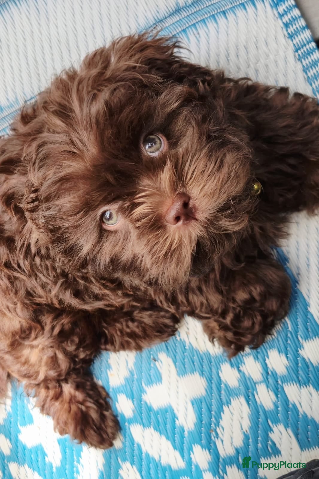 Shihpoo honden Mini ShihPoo F1 Klein BLIJVEND FAWN - Advertentie 1