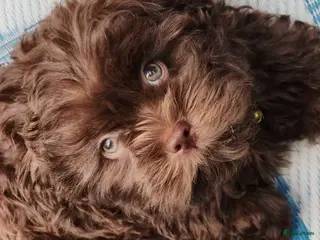 Shihpoo honden Mini ShihPoo F1 Klein BLIJVEND FAWN - Advertentie 3