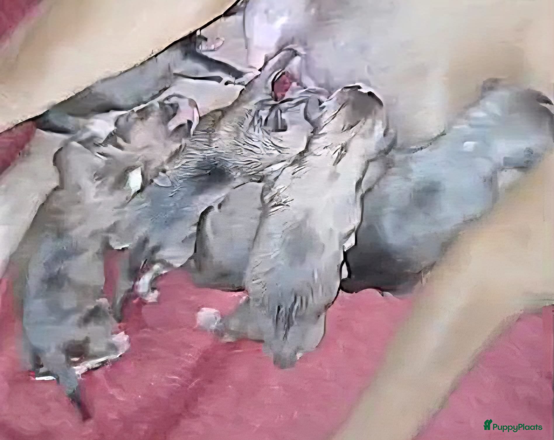 Kruising honden Pitbully - Advertentie 16