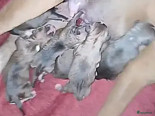 Kruising honden Pitbully - Advertentie 16