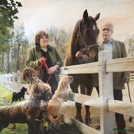 Galerij afbeelding {{count}}