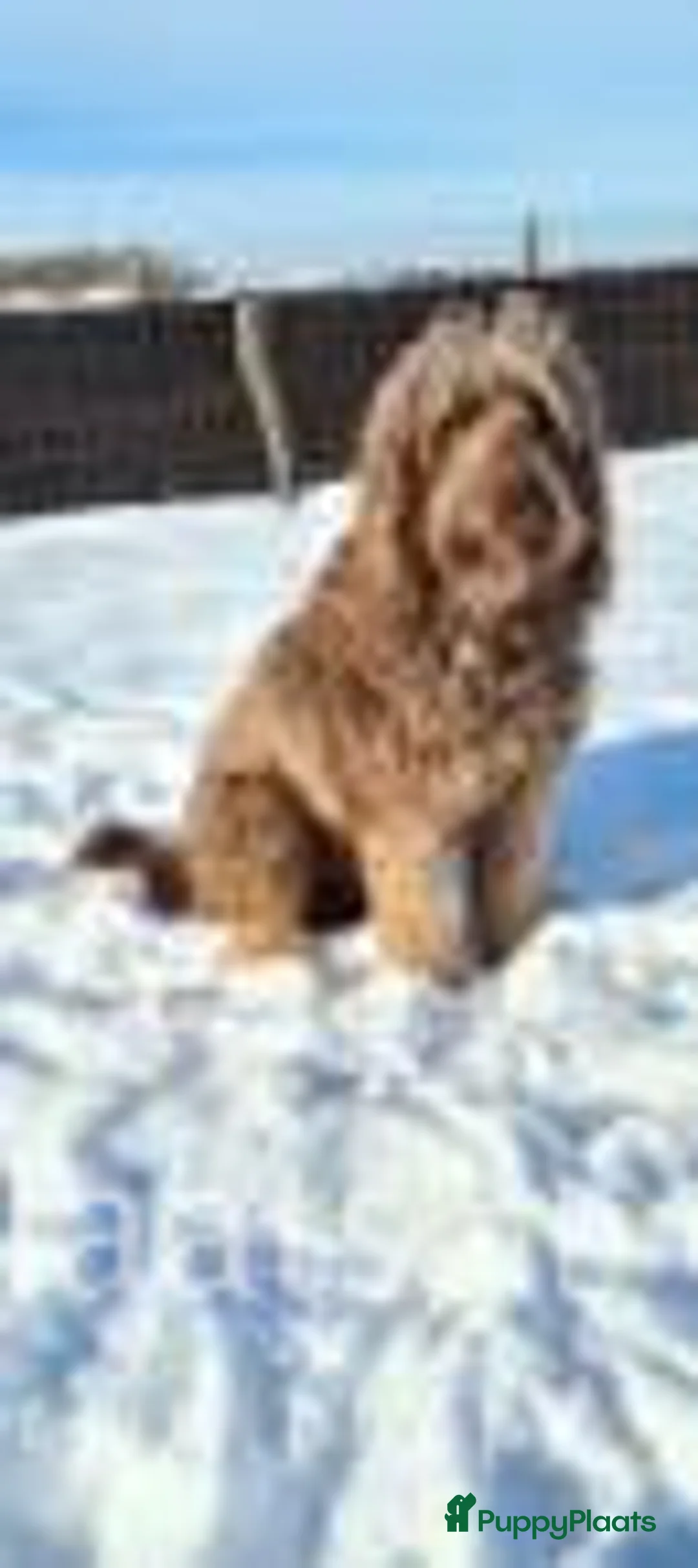 Kruising honden ter dekking: Labradoodle dekreu multigen in Westendorp - Advertentie 4