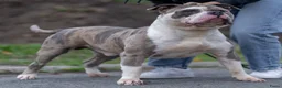 Amerikaanse Bully honden ter dekking: American Bully XL dekreu  - Advertentie 13