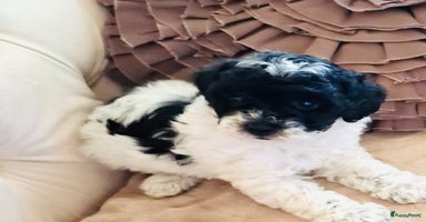 Poedel Toy honden - Advertentie 10