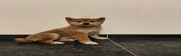 Shiba honden te koop: Shiba Inu te koop - Advertentie 3