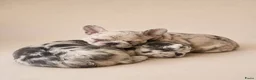 Franse Bulldog honden te koop: Laatste mooie teefje. Franse bulldog. Fluffy/Merle - Advertentie 3