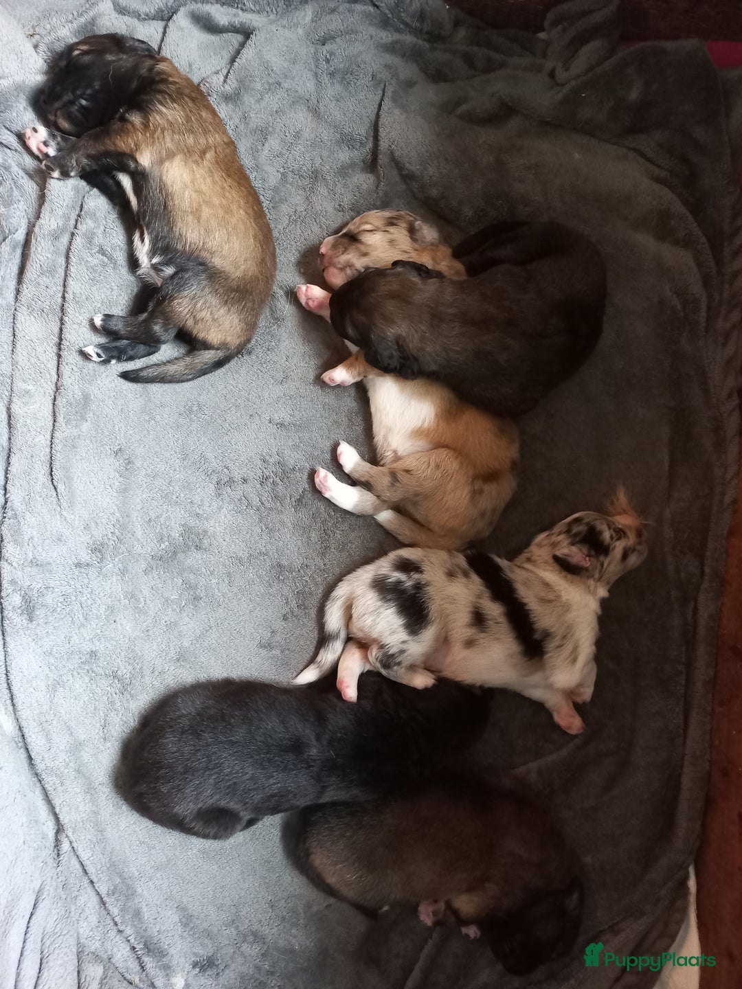 Kruising honden te koop: Mooie pups  mogen weg in de week van 27 november - Advertentie 2