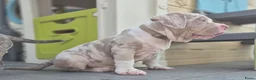 Amerikaanse Bully honden ter dekking: American Bully XL dekreu  - Advertentie 23