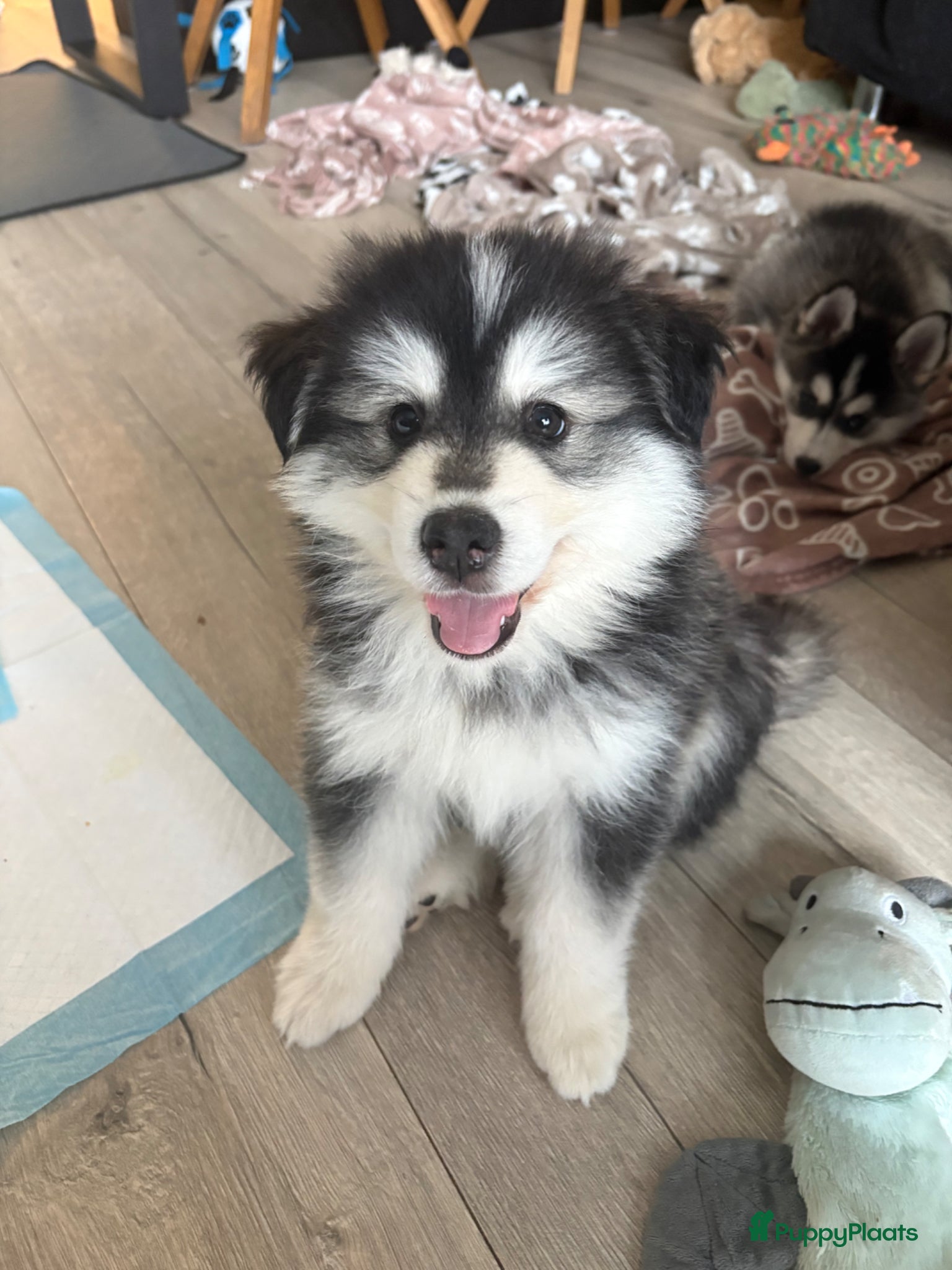 Pomsky honden te koop: pomsky F1 puppy’s mogen het nest verlaten in Geertruidenberg - Advertentie 1