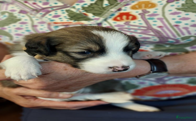 Kruising honden - Advertentie 2