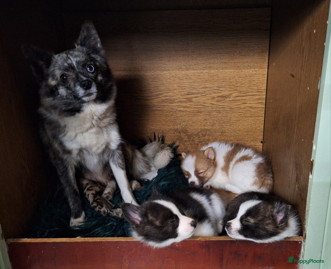 Pomsky honden te koop: Pomsky reutje Rocky  in Weert - Afbeelding 6