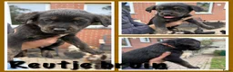 Kruising honden te koop: Golden retriever x rottweiler  - Advertentie 7
