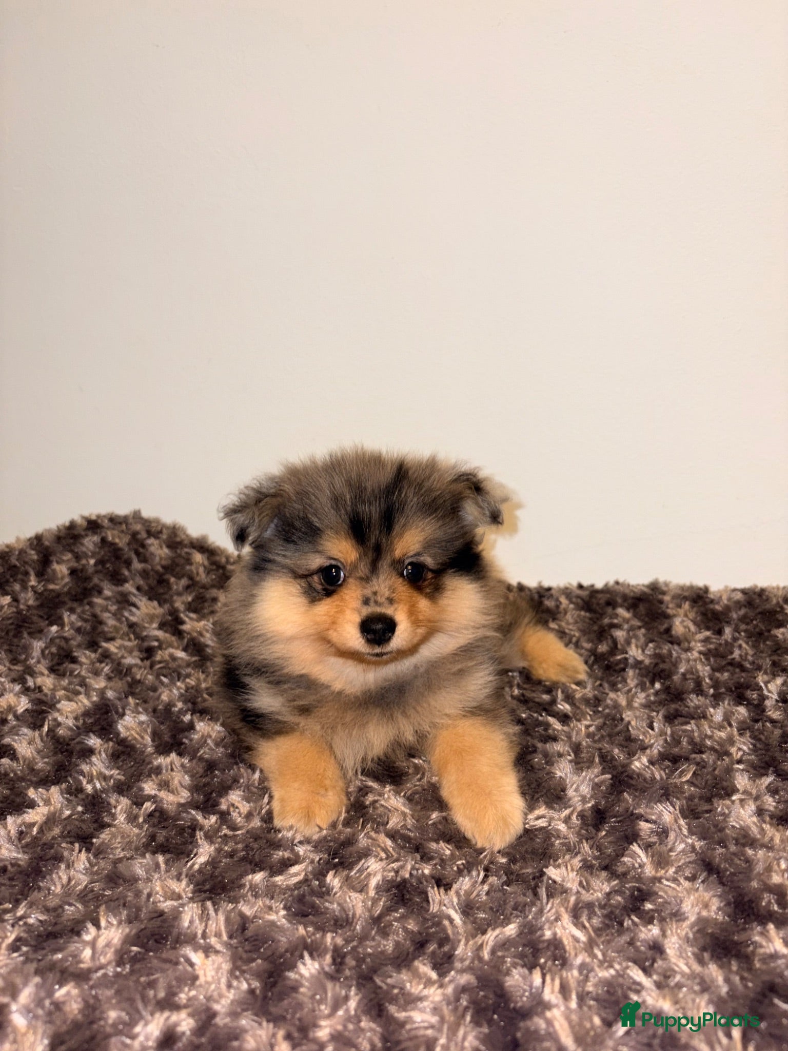 Kruising honden Pomeriaan pups mogen verhuizen - Advertentie 2