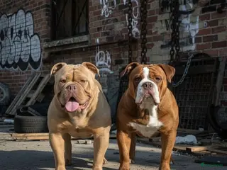 Old English Bulldog honden Old english bulldog teefje "Olivia" - Advertentie 2