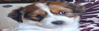 Kooikerhondje 3