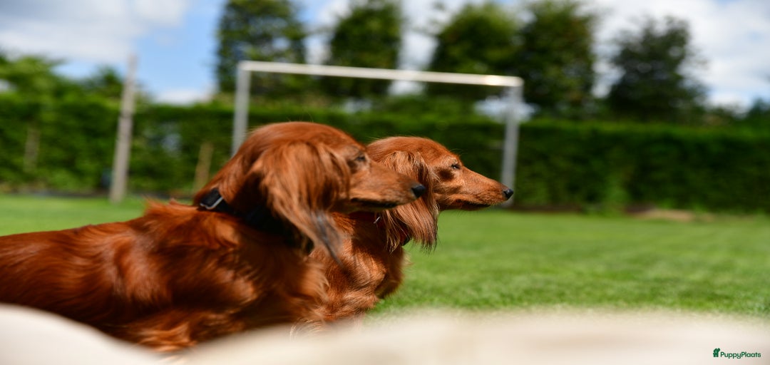 Galerij afbeelding {{count}}