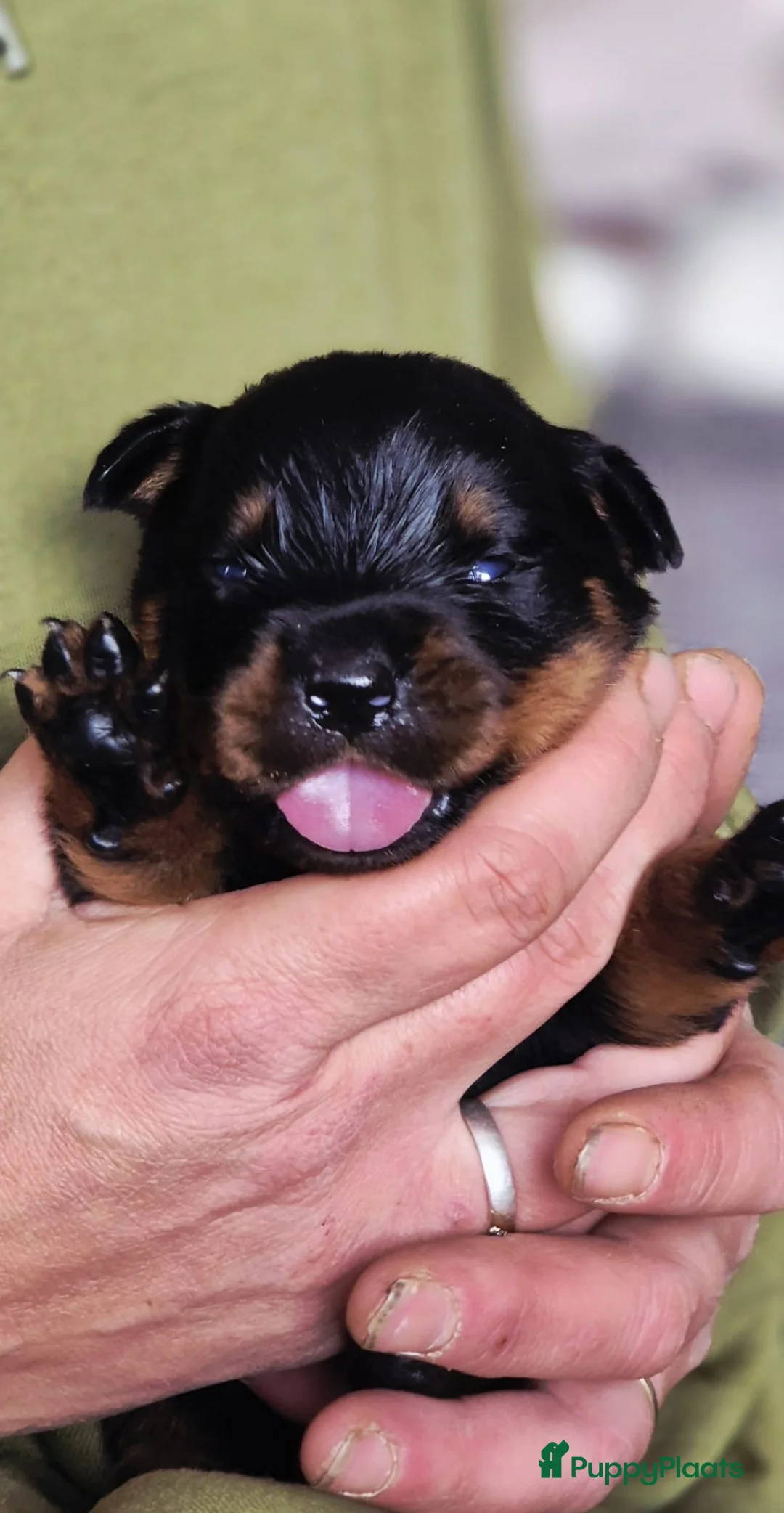Rottweiler honden te koop: 9 Rottweiler pups met stamboom in Oldekerk - Advertentie 7
