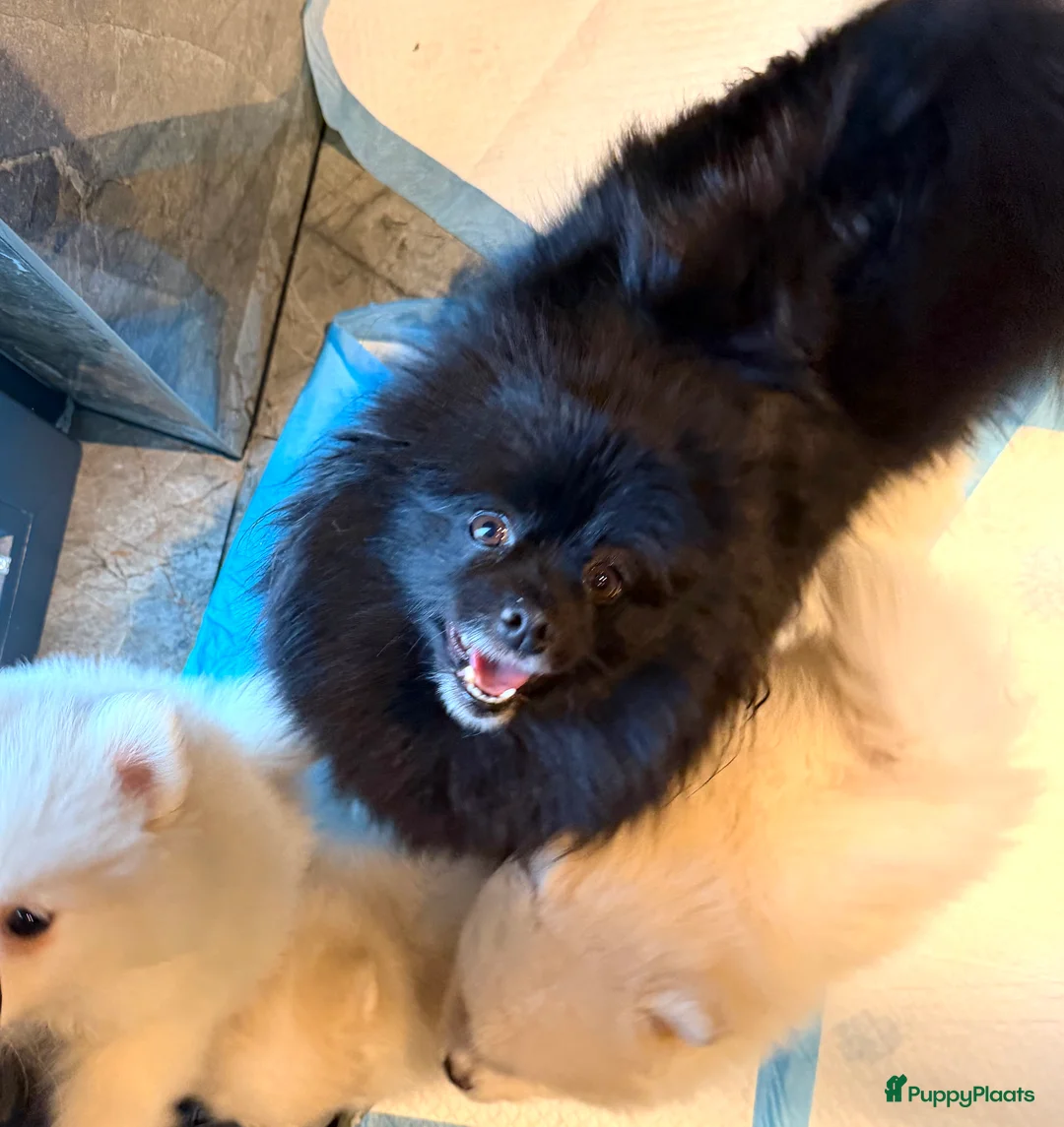 Pomeriaan honden te koop: Mooiste raszuivere pomeranian pomeriaan pups - Advertentie 4