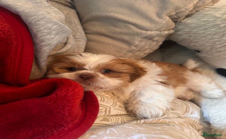 Shih Tzu honden - Advertentie 2