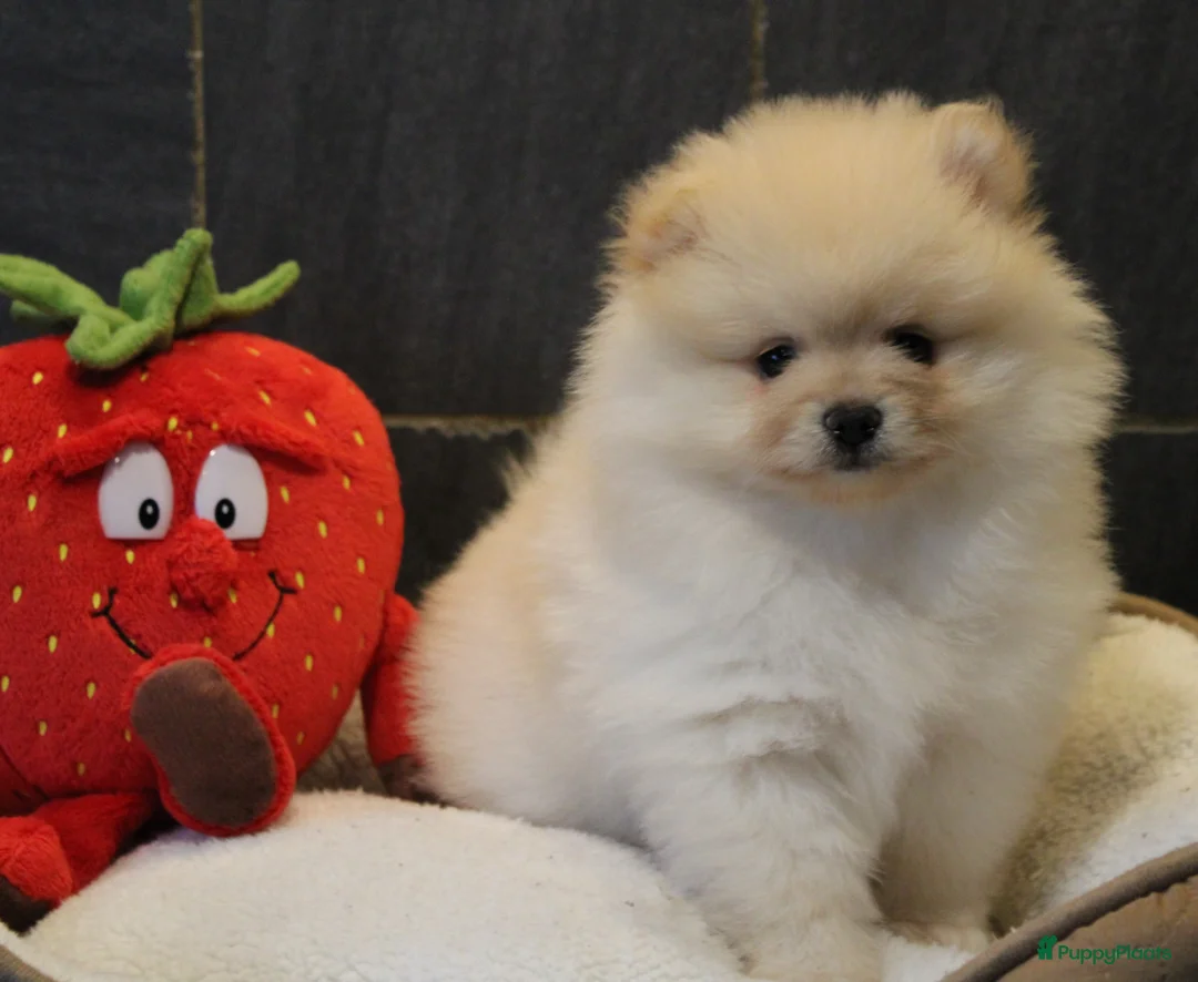 Pomeriaan honden te koop: Pomeriaan pups - Advertentie 2