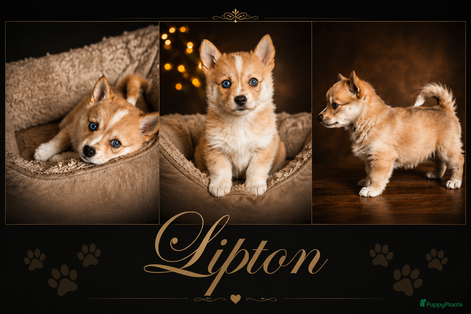 Pomsky honden Unieke Pomsky Pups - Advertentie 2