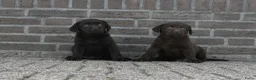 Labrador Retriever honden te koop: Chocolade bruine labrador pups met stamboom ! - Advertentie 4