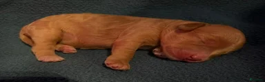 Australian Labradoodle 6