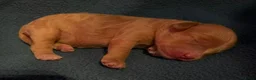 Australian Labradoodle honden te koop: Te koop Australian Labradoodle - Advertentie 5