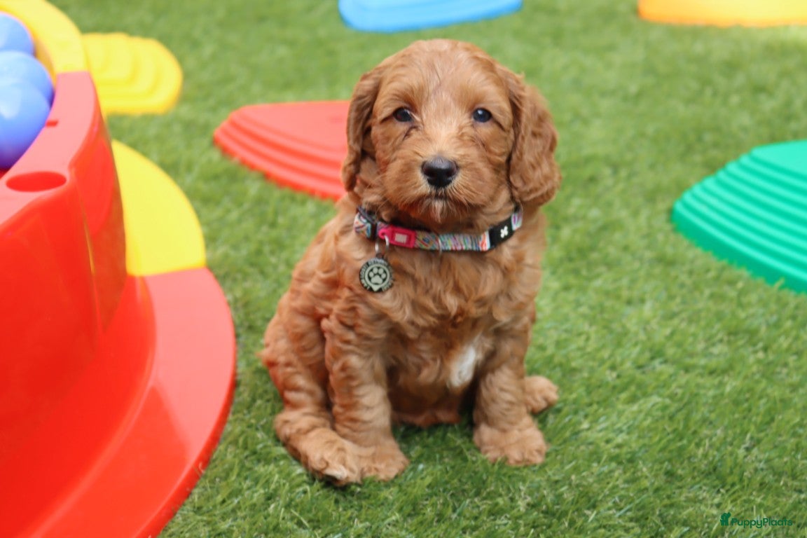 Australian Labradoodle honden te koop:  6 lieve Mini/medium Australian labradoodle pups - Advertentie 4
