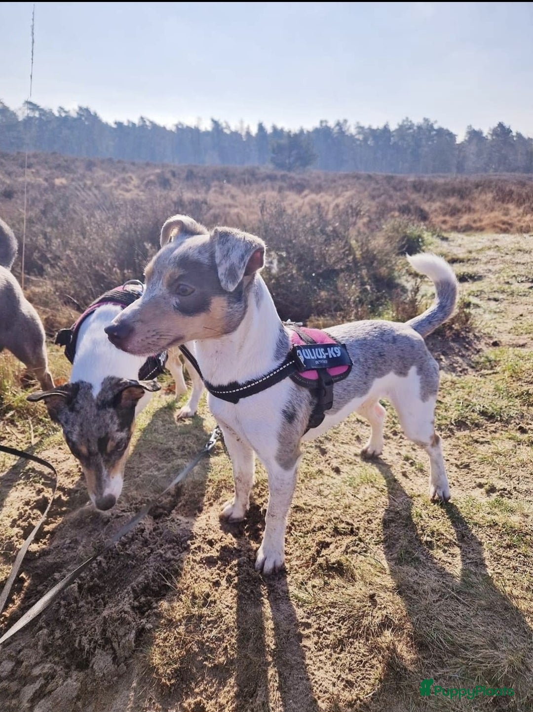Jack Russel Terriër honden te koop: Laag being kort harige mini jackrussel pups - Advertentie 1