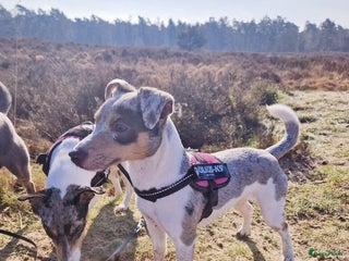 Jack Russel Terriër honden Laag being kort harige mini jackrussel pups - Advertentie 2