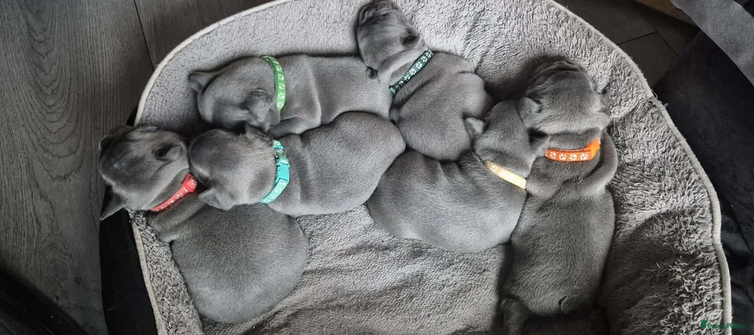 Franse Bulldog honden te koop:  Prachtige Blauwe Bulldog puppy’s thuisnestje - Advertentie 23
