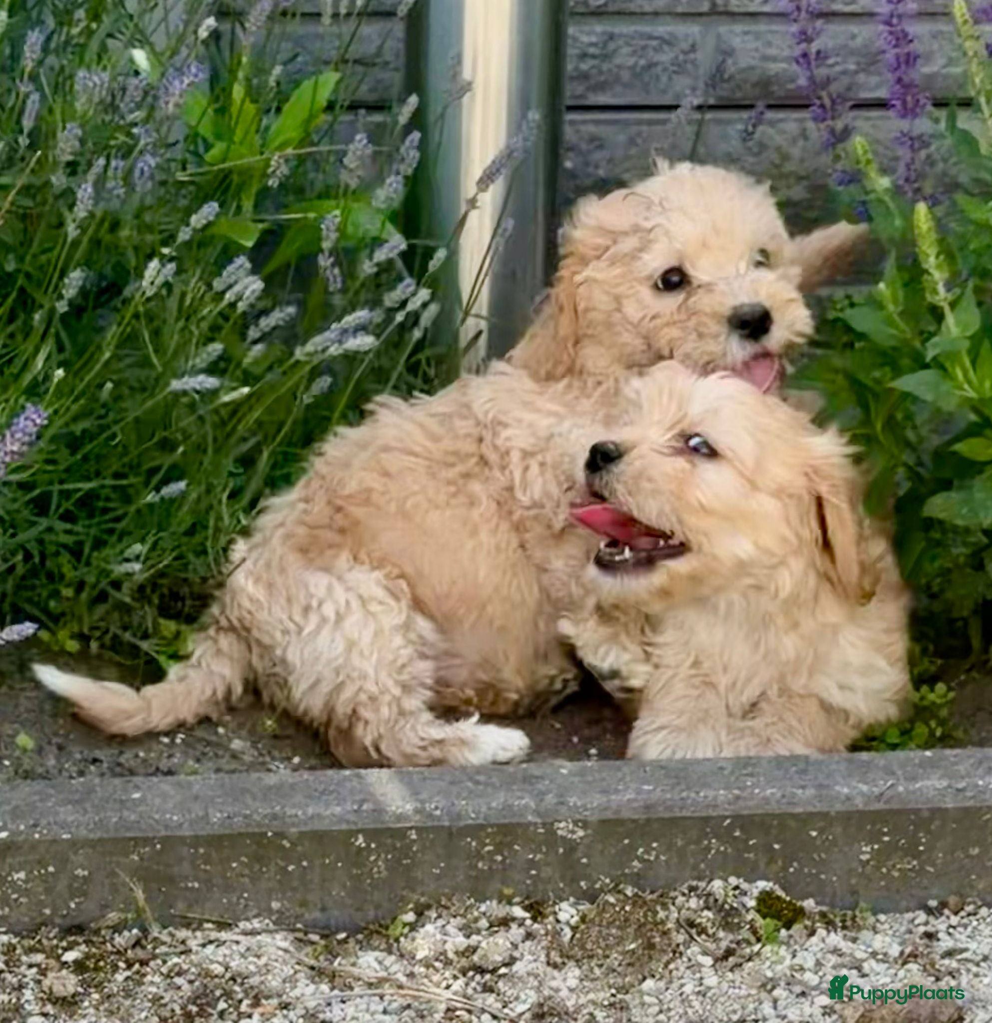 Cockapoo honden te koop: Cockapoo x boomer pups  - Advertentie 20