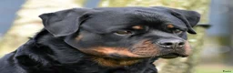 Rottweiler honden te koop: Rottweiler pups FCI stamboom - Advertentie 3
