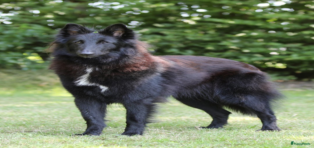 Galerij afbeelding {{count}}