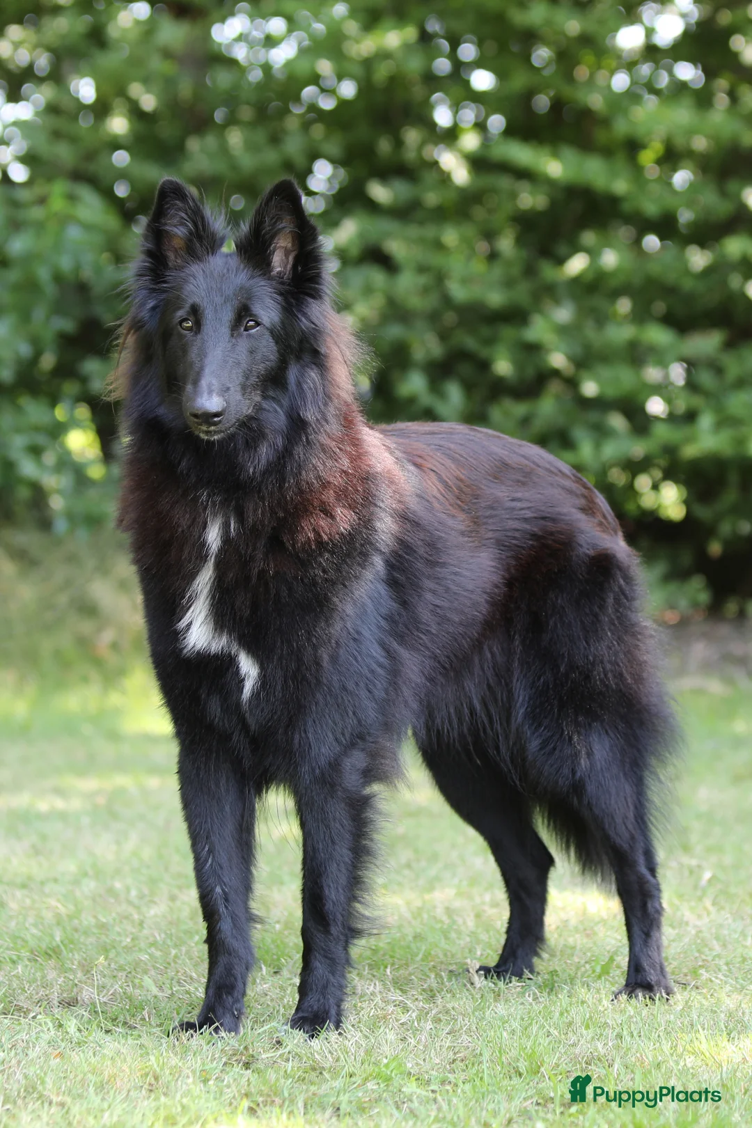 Galerij afbeelding {{count}}