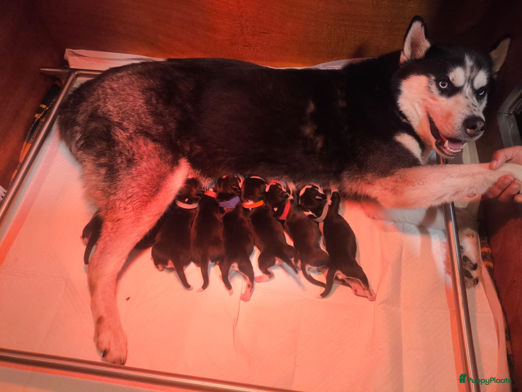 Siberische Husky honden Lieve husky pups zoeken een gouden mandje - Advertentie 1