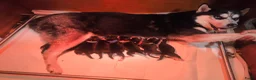 Siberische Husky honden te koop: Lieve husky pups zoeken een gouden mandje - Advertentie 1