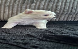 Pomeriaan honden te koop: Dwergkees pomeriaan mogen weg  - Afbeelding 7