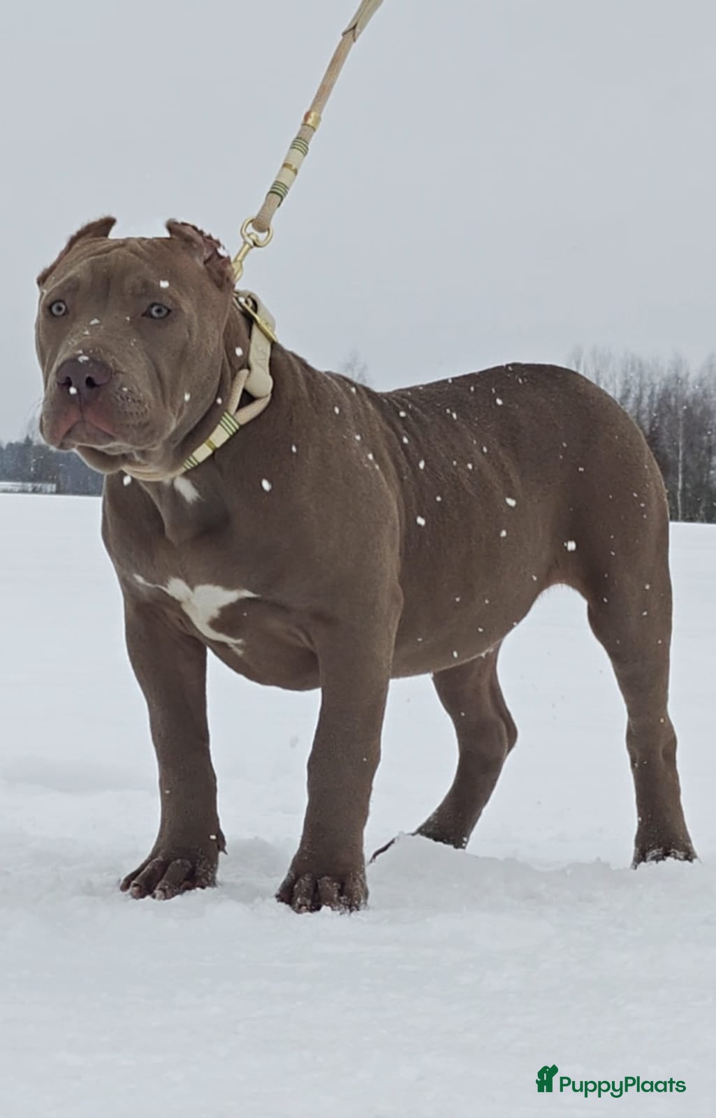 Amerikaanse Bully honden American bully XXl  - Advertentie 1