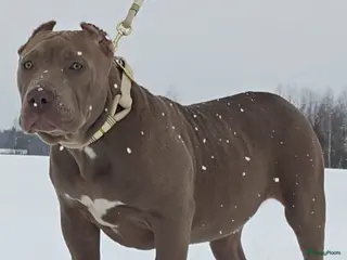 Amerikaanse Bully honden American bully XXl - Advertentie 2