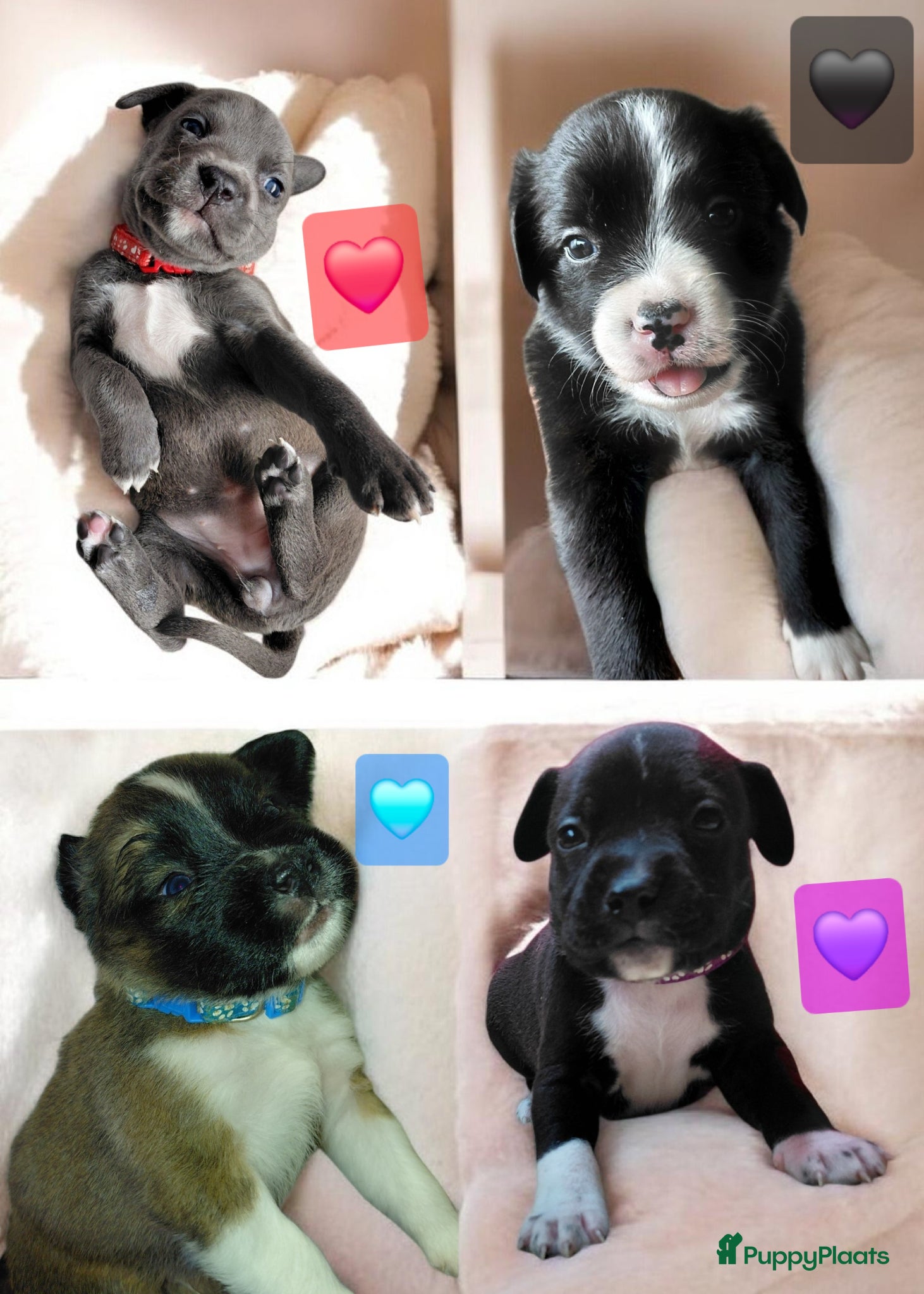 Kruising honden 6 mix pups - Advertentie 14