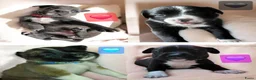 Kruising honden te koop: Nog 4 lieve unieke Mix puppy's. - Advertentie 1