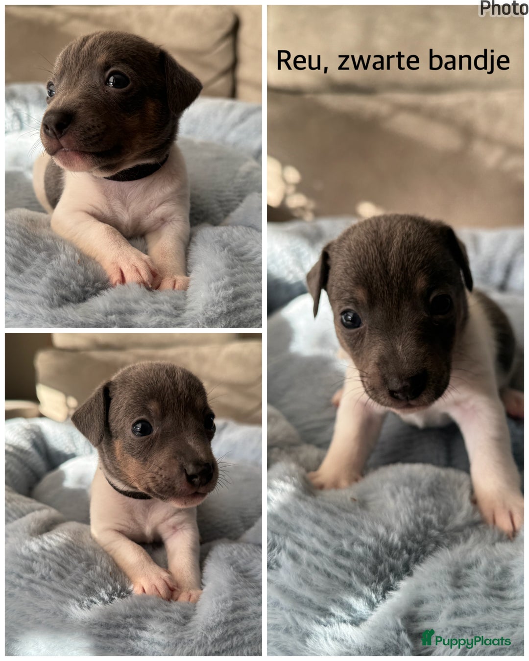 Jack Russel Terriër honden te koop: Jack russel pups - Advertentie 13