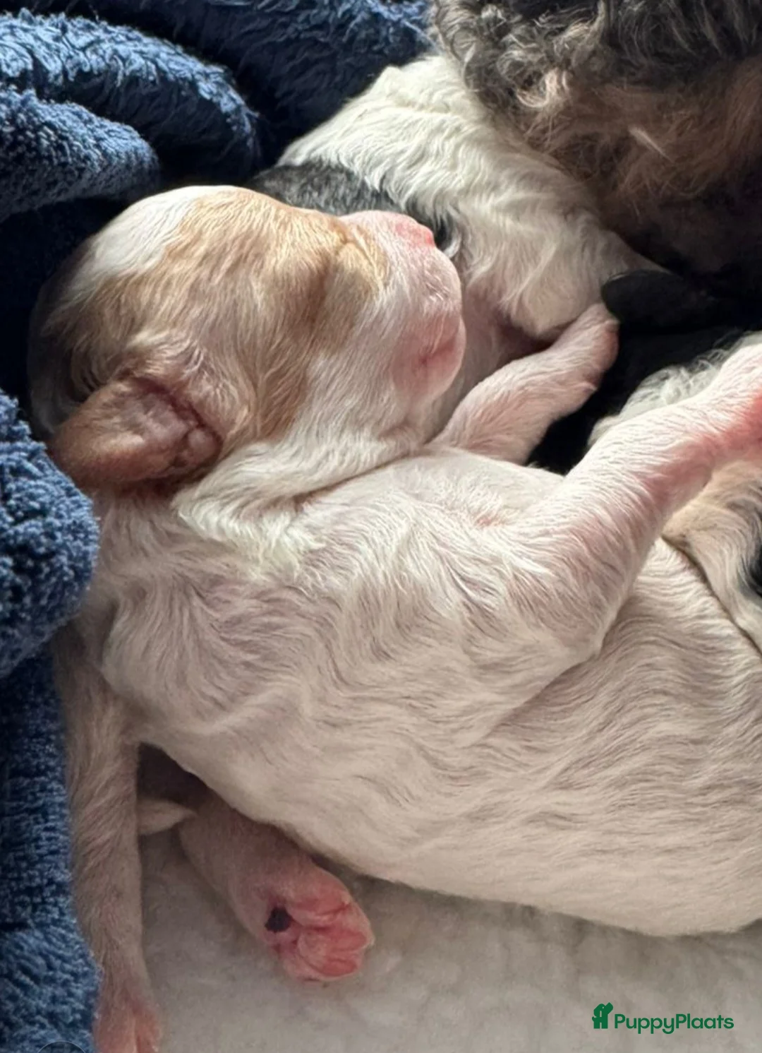 Poedel Toy honden te koop: 3 toy poedel reutjes - Advertentie 10