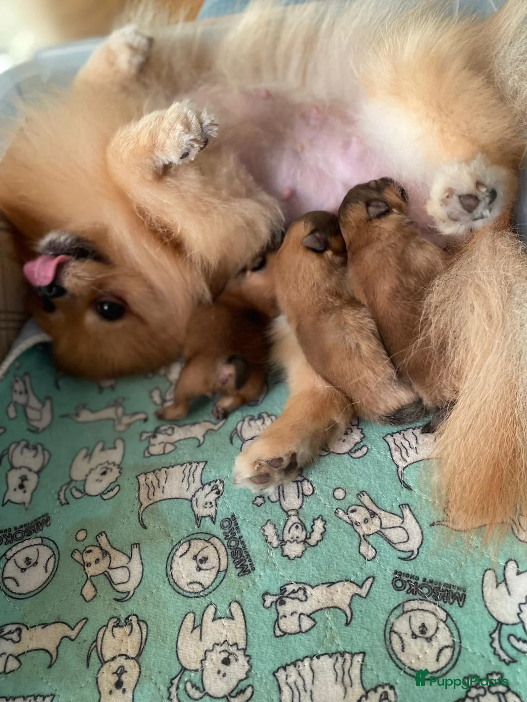 Pomeriaan honden te koop: Raszuivere Pomeranian puppies te Koop - Advertentie 8