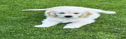Kruising honden te koop: Pup goldendoodle zoekt liefdevol nieuw thuis - Advertentie 6