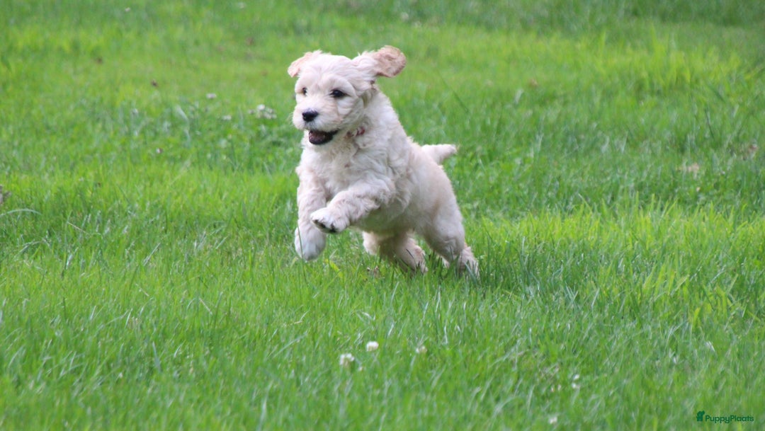 Barbet honden te koop: Nog 1 fawn kleurig barbet teefje beschikbaar. - Afbeelding 7