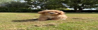 Maltipoo 6