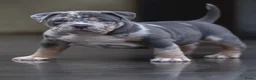 Amerikaanse Bully honden te koop: American Bully pocket pups verwacht  - Advertentie 9